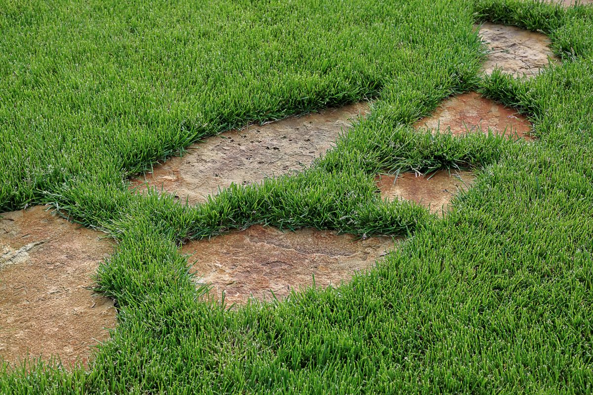 Stone path in green grass as a background.