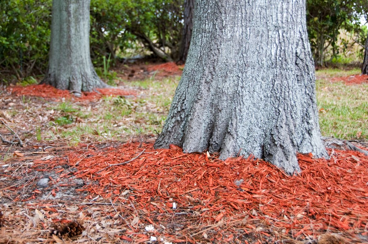 Redwood mulch around the base of Oak trees to help hold in moisture with shallow dept of field